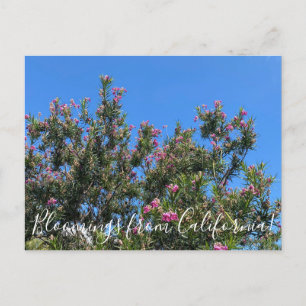 Bloomings aus Kalifornien: Desert Willow Postcard Postkarte