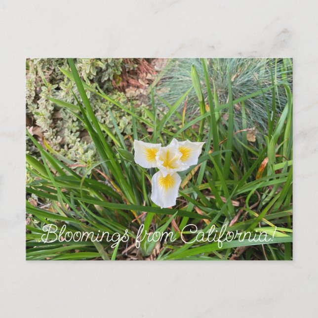Bloomings aus Kalifornien: Douglas Iris Postkarte (Vorderseite)
