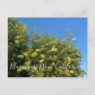 Bloomings aus Kalifornien: Elderberry Postcard Postkarte