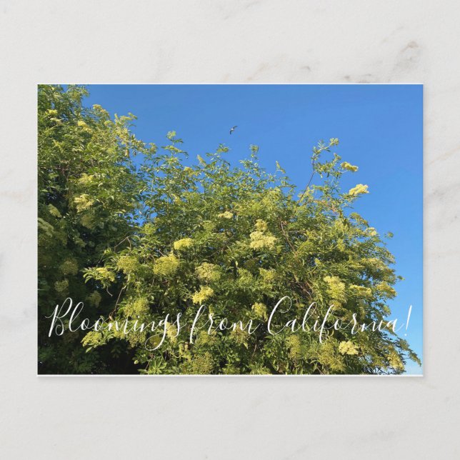Bloomings aus Kalifornien: Elderberry Postcard Postkarte (Vorderseite)