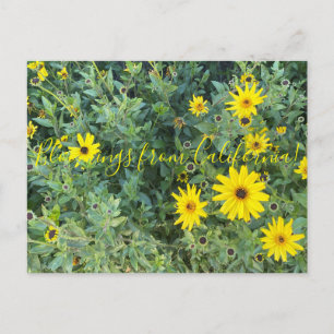 Bloomings aus Kalifornien: Encelia californica Postkarte