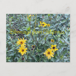 Bloomings aus Kalifornien: Encelia californica Postkarte