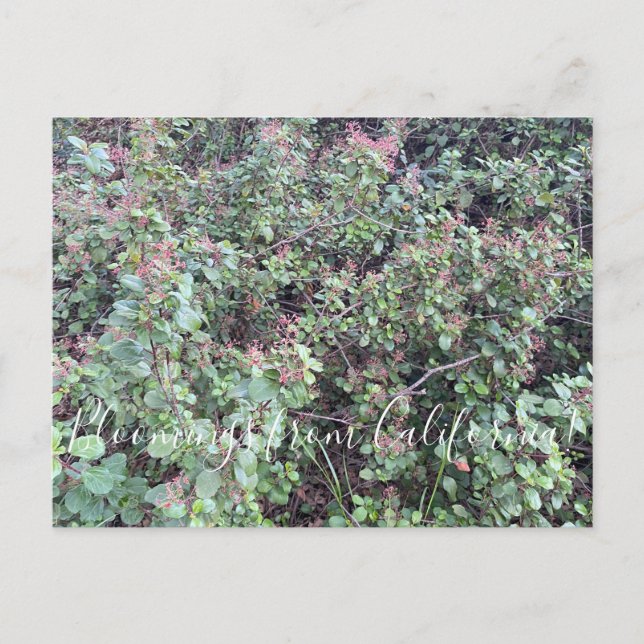 Bloomings aus Kalifornien: Evergreen Currant Postc Postkarte (Vorderseite)