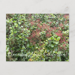 Bloomings aus Kalifornien: Evergreen Currant Postkarte