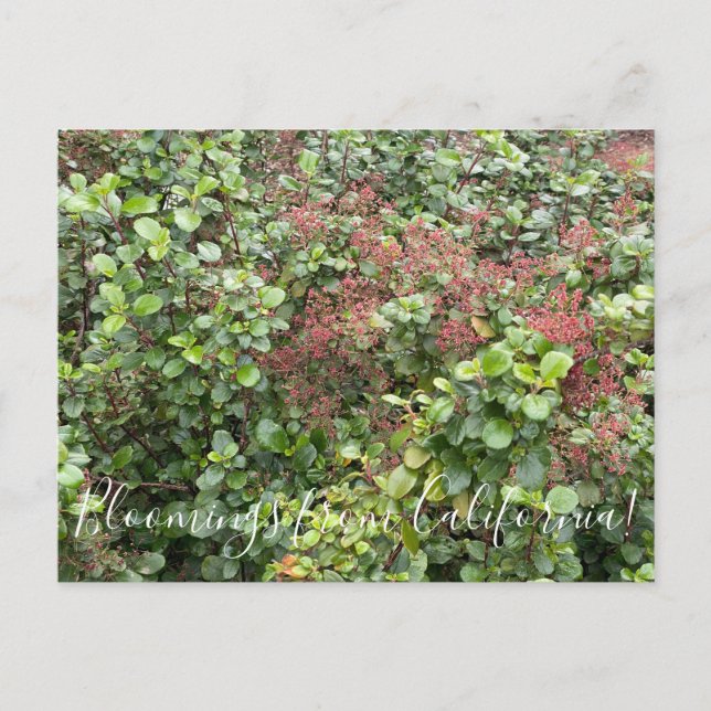 Bloomings aus Kalifornien: Evergreen Currant Postkarte (Vorderseite)