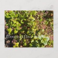 Bloomings aus Kalifornien: Evergreen Currant