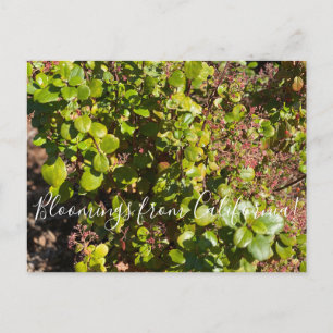 Bloomings aus Kalifornien: Evergreen Currant Postkarte