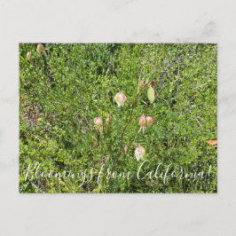 Bloomings aus Kalifornien: Fairy Lanterns Postkarte