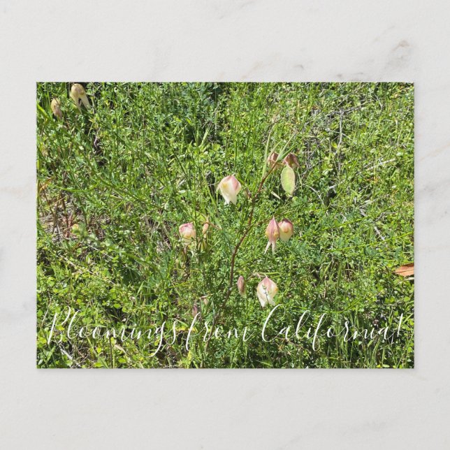 Bloomings aus Kalifornien: Fairy Lanterns Postkarte (Vorderseite)