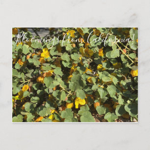 Bloomings aus Kalifornien: Flannel Bush Postkarte