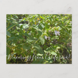 Bloomings aus Kalifornien: Fragrande Pitcher Sage Postkarte