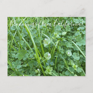 Bloomings aus Kalifornien: Frühlingsbewunderung Postkarte