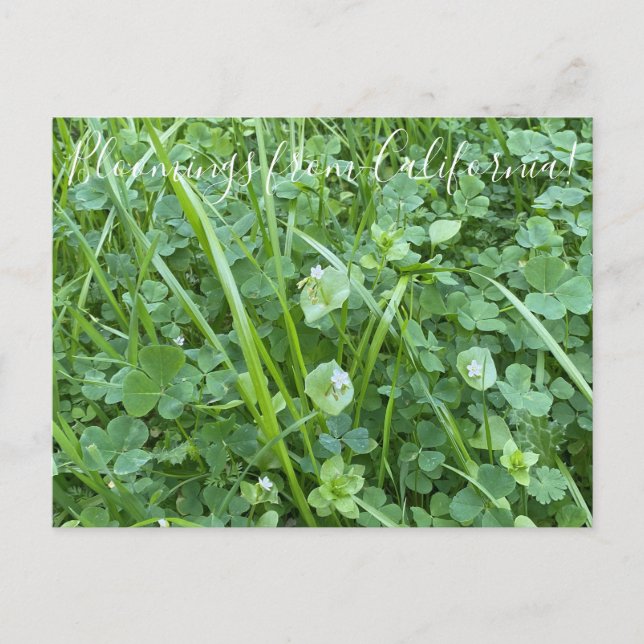 Bloomings aus Kalifornien: Frühlingsbewunderung Postkarte (Vorderseite)