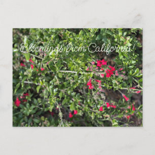 Bloomings aus Kalifornien: Gambelia speciosa Postkarte