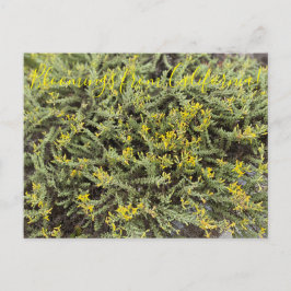 Bloomings aus Kalifornien: Goldenbush Postkarte
