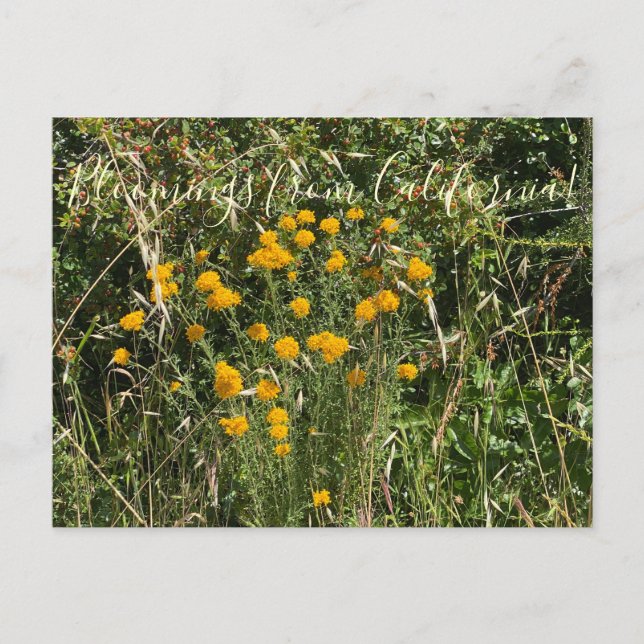 Bloomings aus Kalifornien: Goldener Pfeil Postkarte (Vorderseite)