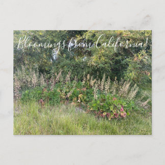 Bloomings aus Kalifornien: Heuchera maxima Postcar Postkarte