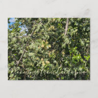 Bloomings aus Kalifornien: Hollyleaf Cherry Postc