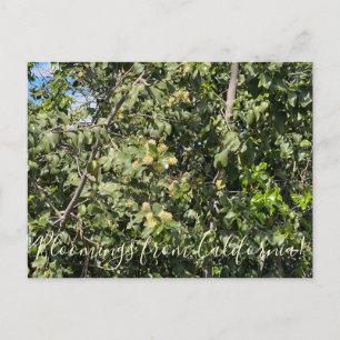 Bloomings aus Kalifornien: Hollyleaf Cherry Postkarte