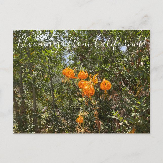 Bloomings aus Kalifornien: Humboldts Lily Postcar Postkarte (Vorderseite)