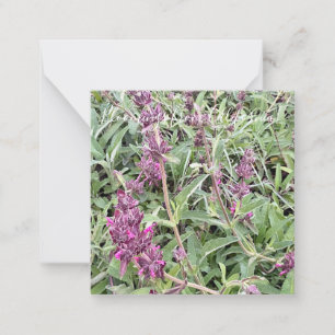 Bloomings aus Kalifornien: Hummingbird Sage Mitteilungskarte