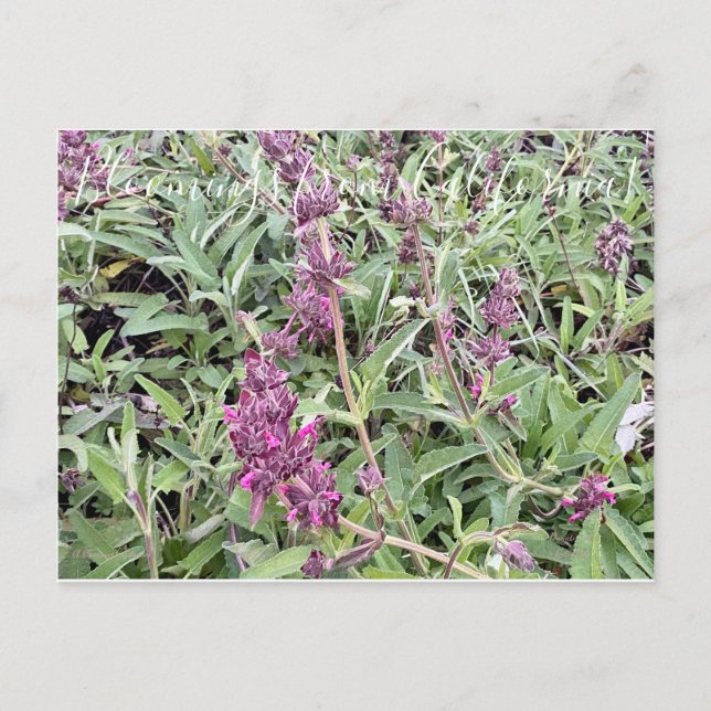 Bloomings aus Kalifornien: Hummingbird Sage Postkarte (Vorderseite)