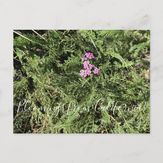 Bloomings aus Kalifornien: Insel Pink Yarrow Postkarte (Vorderseite)