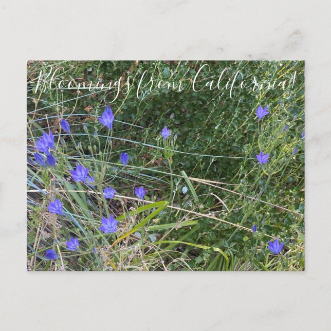 Bloomings aus Kalifornien: Ithuriels Speer Postkarte (Vorderseite)
