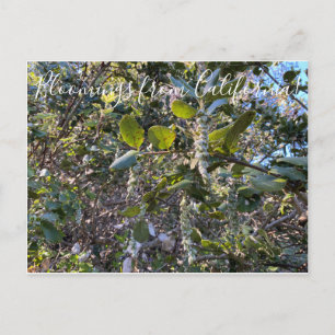 Bloomings aus Kalifornien: Küste Seide Tassel Post Postkarte