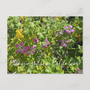 Bloomings aus Kalifornien: Malva Rosa Postkarte