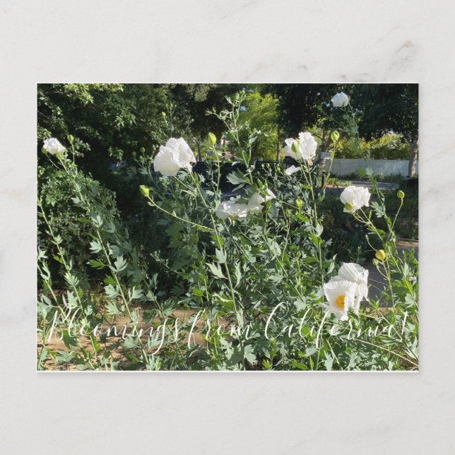 Bloomings aus Kalifornien: Matilija Poppy Postkarte (Vorderseite)