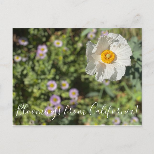Bloomings aus Kalifornien: Matilija Poppy Postkarte (Vorderseite)