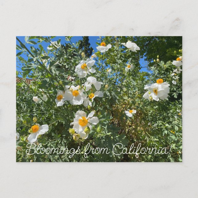 Bloomings aus Kalifornien: Matilija Poppy Postkarte (Vorderseite)