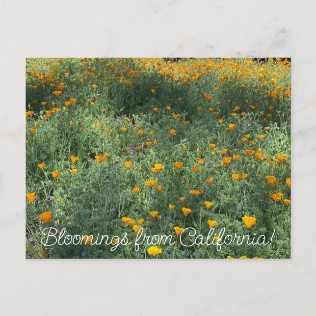 Bloomings aus Kalifornien: May-Poppies Postkarte (Vorderseite)