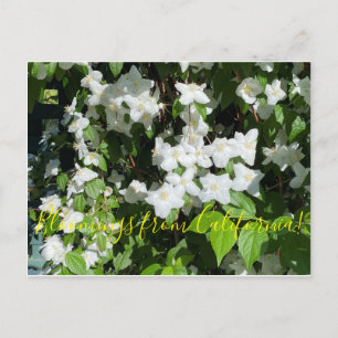 Bloomings aus Kalifornien!: Mock Orange Postkarte