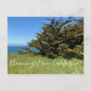Bloomings aus Kalifornien: Monterey Cypress Postkarte