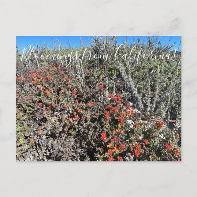 Bloomings aus Kalifornien: Monterey Paintbrush Pos Postkarte (Vorderseite)