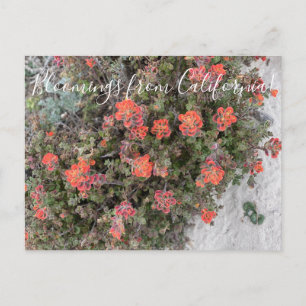 Bloomings aus Kalifornien: Monterey Paintbrush Postkarte