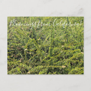 Bloomings aus Kalifornien: Nicolas Chamise Postcar Postkarte