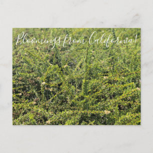 Bloomings aus Kalifornien: Nicolas Chamise Postcar Postkarte