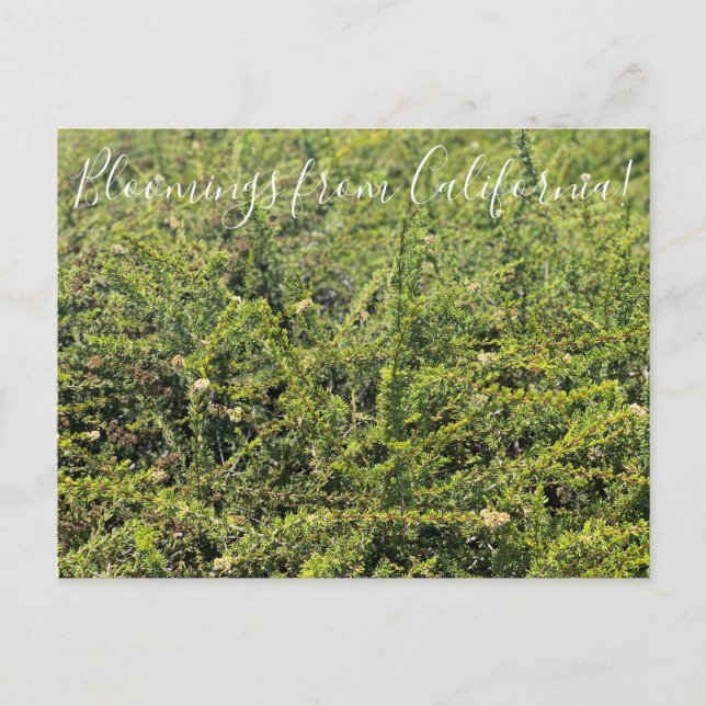 Bloomings aus Kalifornien: Nicolas Chamise Postcar Postkarte (Vorderseite)