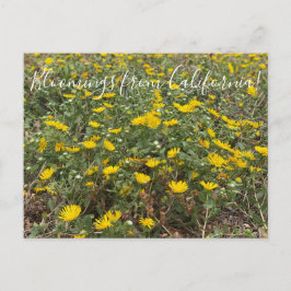 Bloomings aus Kalifornien: Pazifischer Gumweed Postkarte