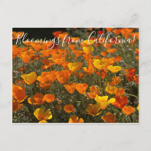 Bloomings aus Kalifornien: Poppies Postkarte