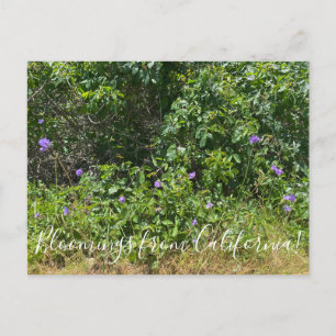 Bloomings aus Kalifornien! Postkarte