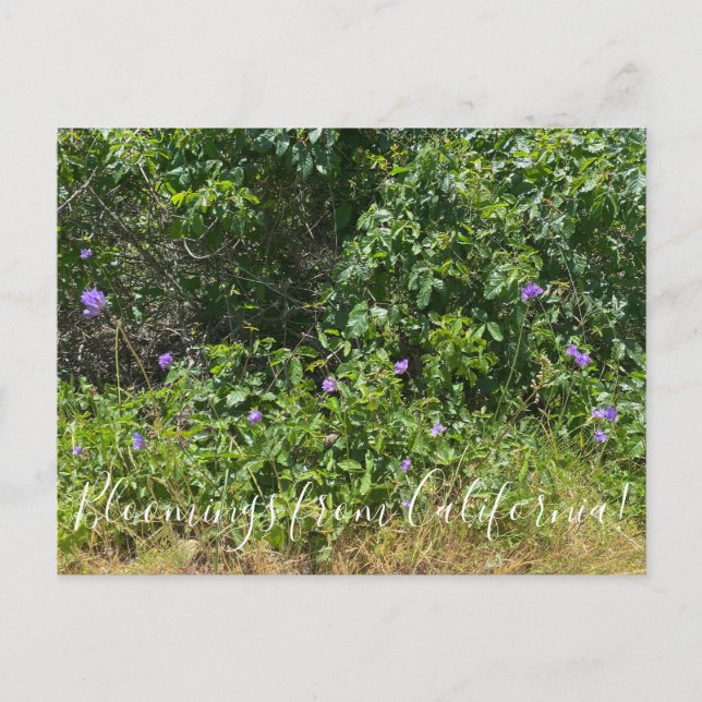 Bloomings aus Kalifornien! Postkarte (Vorderseite)