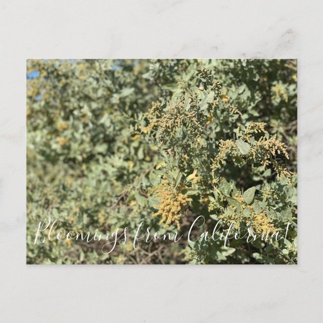 Bloomings aus Kalifornien: Quail Bush Postcard Postkarte (Vorderseite)