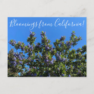 Bloomings aus Kalifornien: Ray Hartman Ceanothus P Postkarte