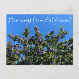 Bloomings aus Kalifornien: Ray Hartman Ceanothus P Postkarte