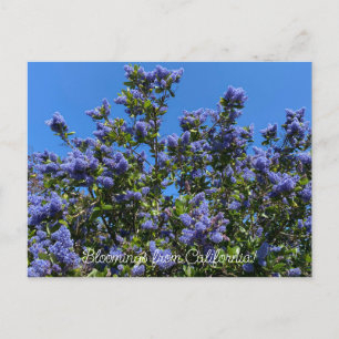 Bloomings aus Kalifornien: Ray Hartman Ceanothus Postkarte