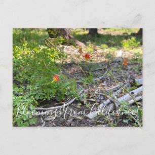 Bloomings aus Kalifornien: Red Columbine Postkarte